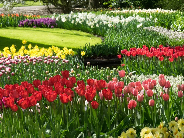 Frühling in den Niederlanden — Stockfoto