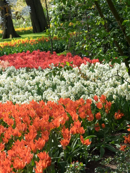 Frühling in den Niederlanden — Stockfoto