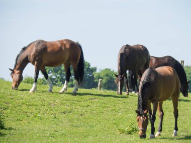 Almanya muensterland doğası