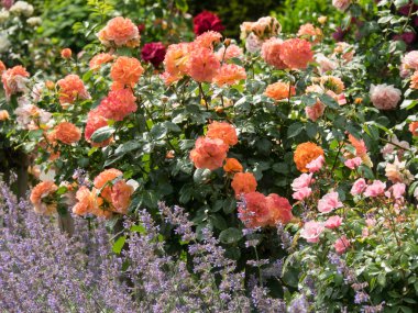 Almanya 'da bahar zamanı