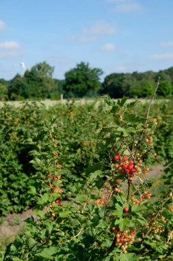 Yaz aylarında Almanya