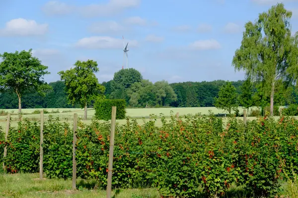 Sommer in Deutschland — Stockfoto