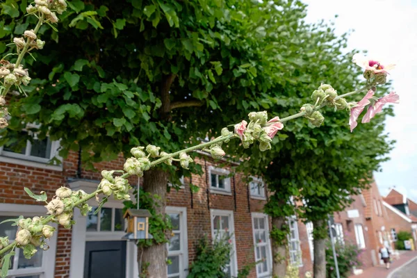 Almanya'da Köyü ditzum