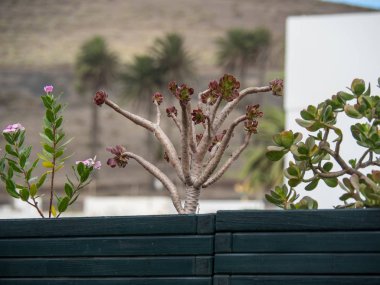 Lanzarote İspanyol Adası