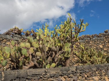 Lanzarote İspanyol Adası