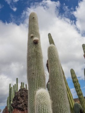 Lanzarote İspanyol Adası
