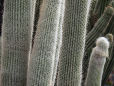 Lanzarote İspanyol Adası