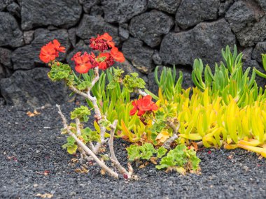 Lanzarote İspanyol Adası