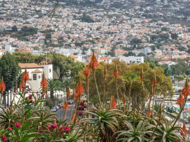 Portekiz madeira Adası