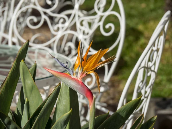 Island Madeira Portugal — Stock Photo, Image