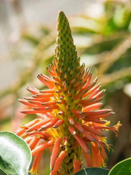 Portekiz Madeira Adası — Stok fotoğraf