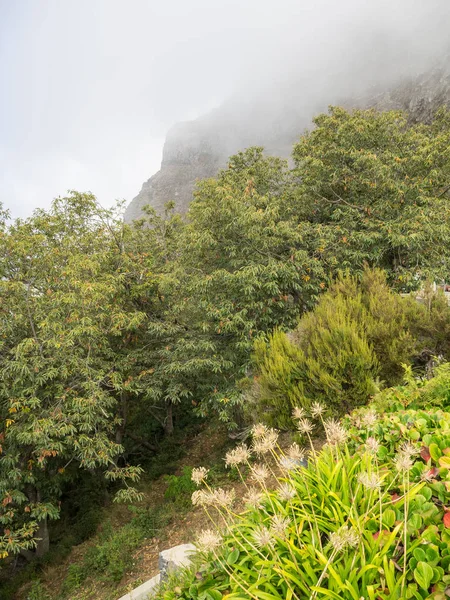 Isola Madeira Portogallo — Foto Stock