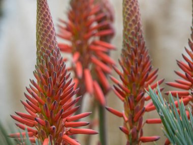 Portekiz madeira Adası