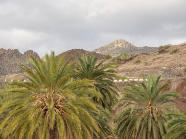 Ada tenerife İspanya