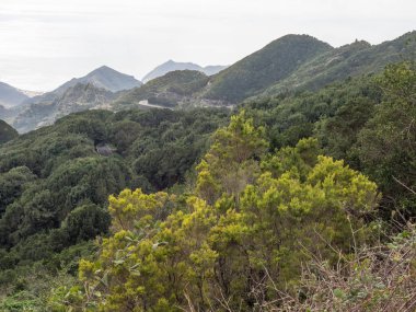 Ada tenerife İspanya