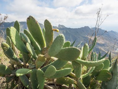 İspanya Kanarya Adaları