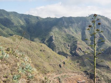 İspanya Kanarya Adaları