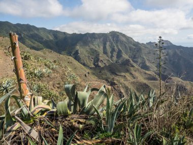 İspanya Kanarya Adaları