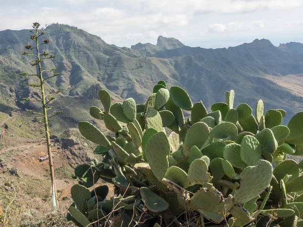 İspanya Kanarya Adaları