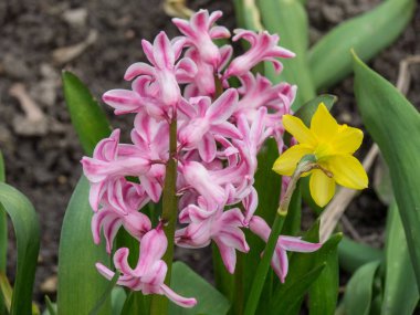 Alman muensterland ilkbaharda