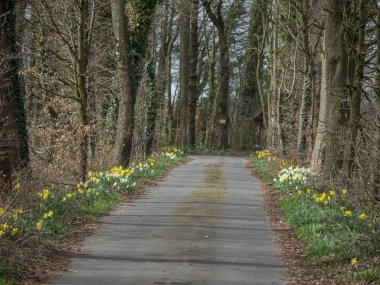 Alman muensterland ilkbaharda