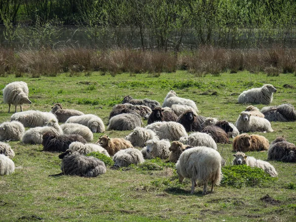 Vår Tid Underlandet — Stockfoto