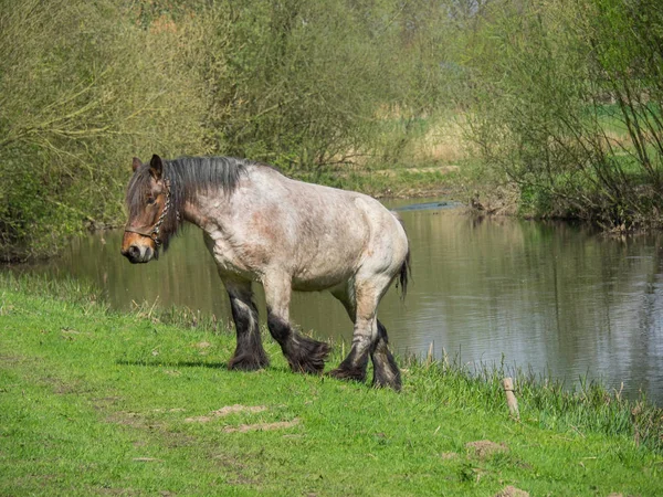 Spring Time Netherlands — Stock Photo, Image