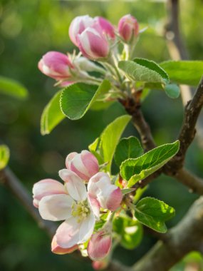 Alman Muensterland 'inde bahar geldi.
