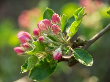 Alman Muensterland 'inde bahar geldi.