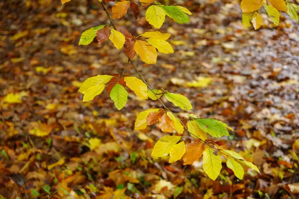 Autumn Castle Germany — Stock Photo, Image