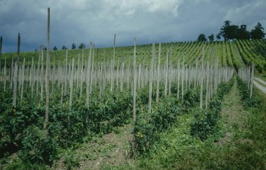 Almanya 'nın güzel güneyi