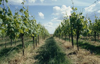 Almanya 'nın güzel güneyi