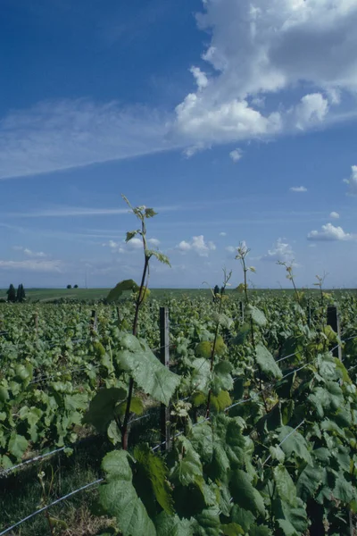 Der Schöne Süden Deutschlands — Stockfoto