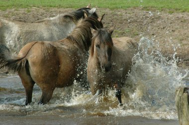 Almanya'da Vahşi atlar