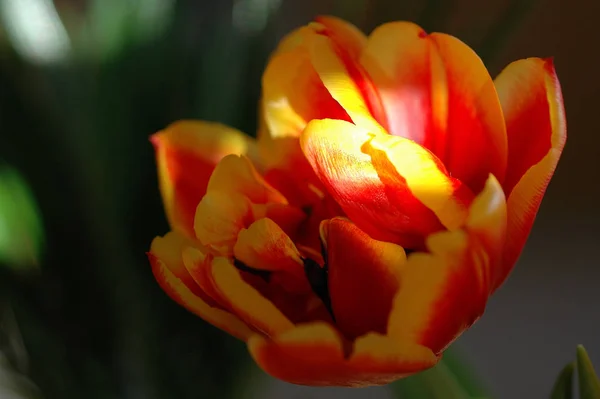Wunderschöne Blumen Zur Frühlingszeit — Stockfoto