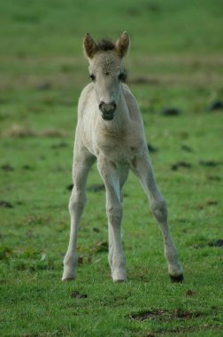 Almanya'da Vahşi atlar