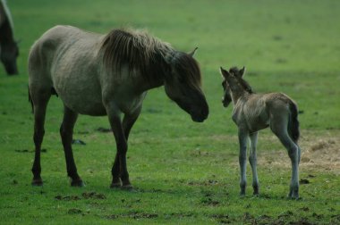 Almanya'da Vahşi atlar