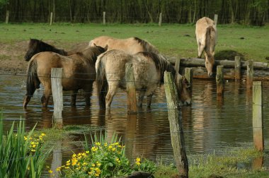 Almanya'da Vahşi atlar