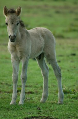 Almanya'da Vahşi atlar