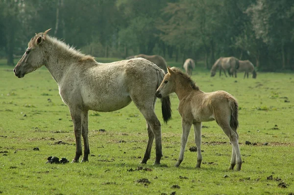 Wilde Paarden Duitsland — Stockfoto
