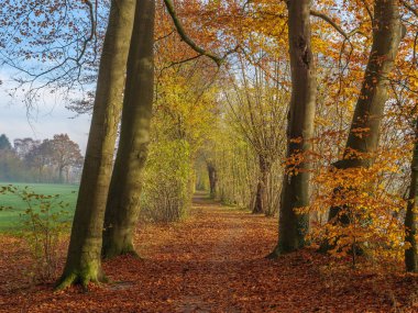 Bir Alman nehrinde sonbahar zamanı