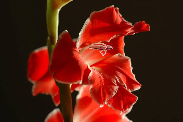 Bellas Flores Primavera — Foto de Stock