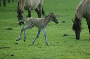 Almanya'da Vahşi atlar
