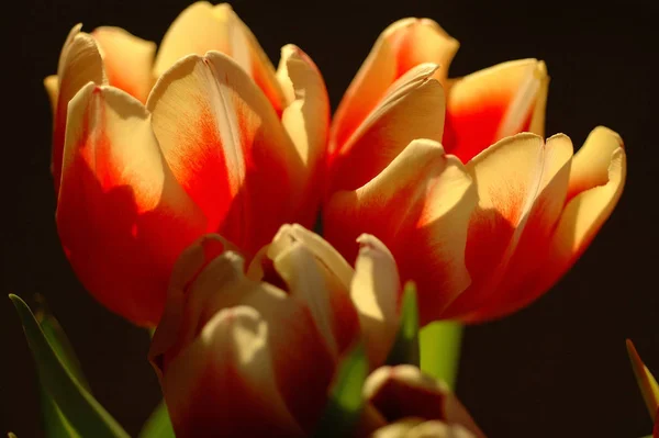 Wunderschöne Blumen Zur Frühlingszeit — Stockfoto