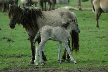 Almanya'da Vahşi atlar