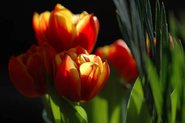 Wunderschöne Blumen Zur Frühlingszeit — Stockfoto