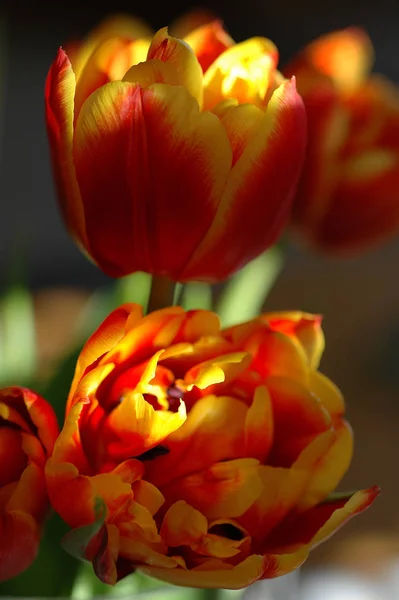 Flores Lindas Primavera — Fotografia de Stock