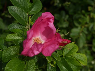 Alman kuzey denizindeki Langeoog plajı.