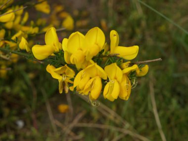 Alman kuzey denizindeki Langeoog plajı.