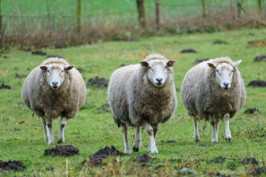 Almanya bir çayır üzerinde koyun